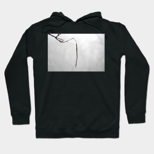 Catalpa pod on foggy day Hoodie